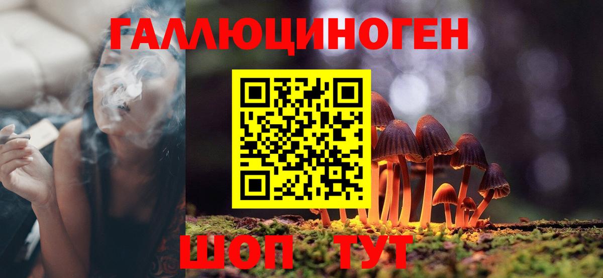 Псилоцибиновые грибы Psilocybine cubensis Знаменск